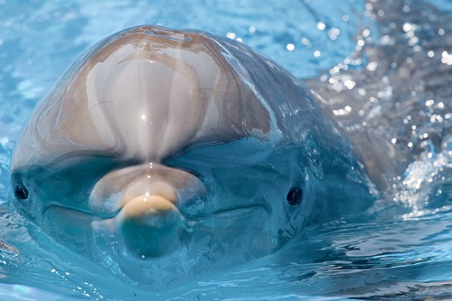 イルカ・クジラ