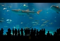 美ら海水族館