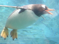 旭山動物園
