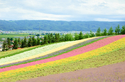 富良野・美瑛