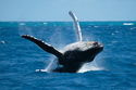 期間限定！クジラウォッチング
