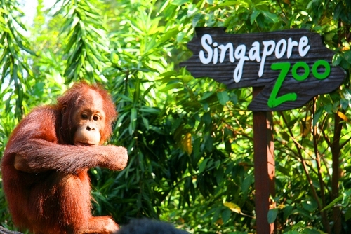 シンガポール動物園