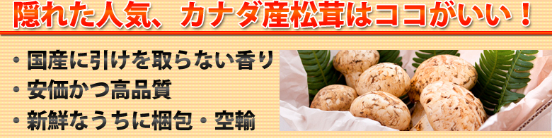 隠れた人気、カナダ産松茸はココがいい！