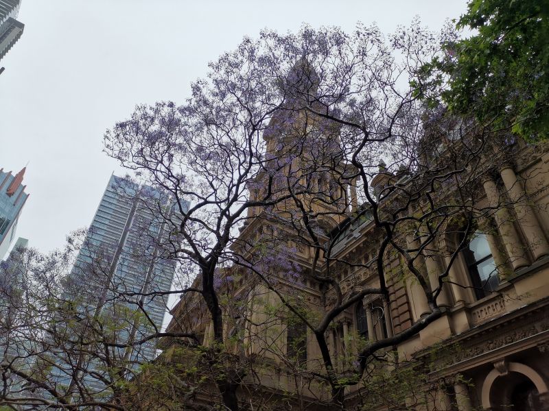 10月26日のシドニーのジャガランダの木