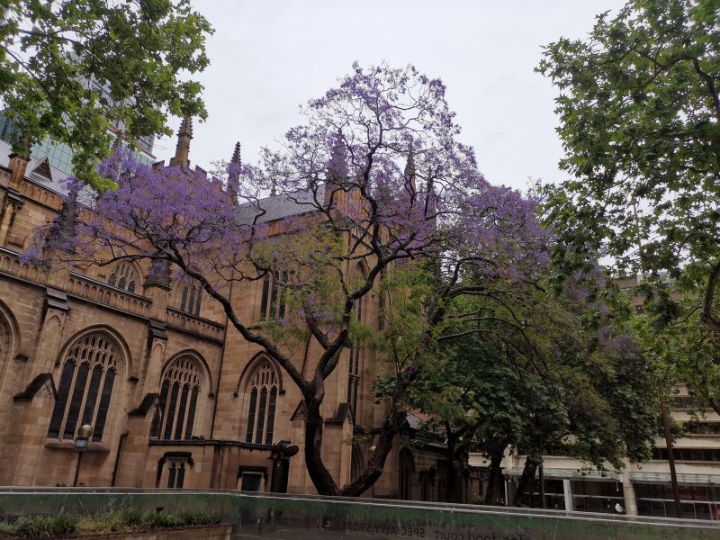 10月26日のシドニーのジャガランダの木