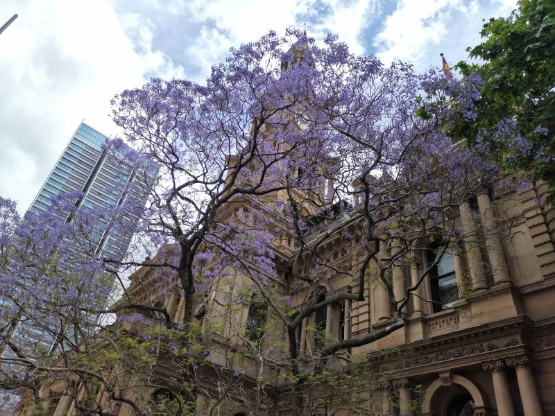 シドニーのジャガランダの木