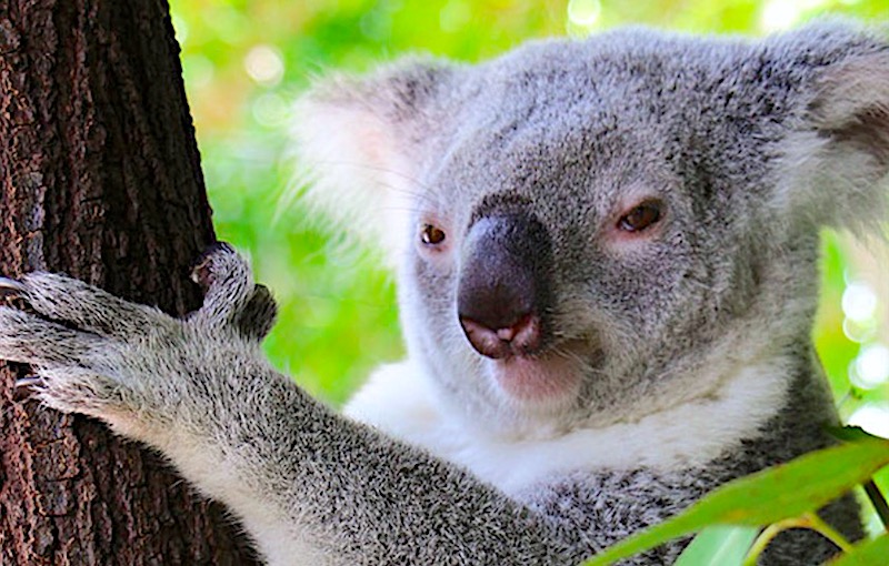 ワイルドライフハビタット　ケアンズ観光　コアラ抱っこ写真