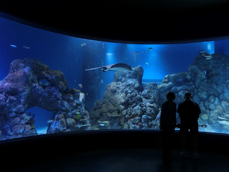 ケアンズ水族館の見所とお得なチケット入手方法