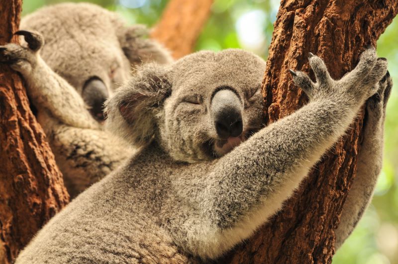 年版 ゴールドコーストのコアラが抱っこできる動物園5選