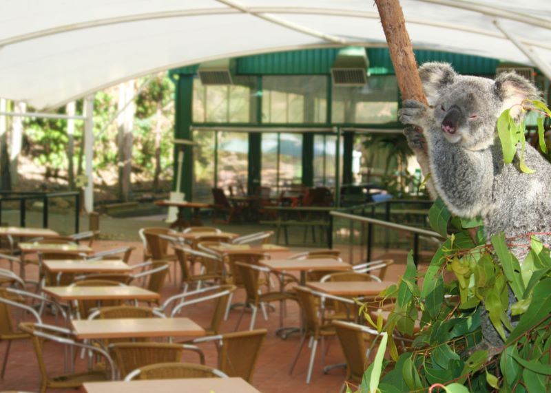 ゴールドコーストのコアラが抱っこできる動物園5選！