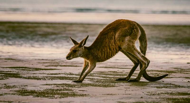 オーストラリアで出会える動物たち カンガルー編