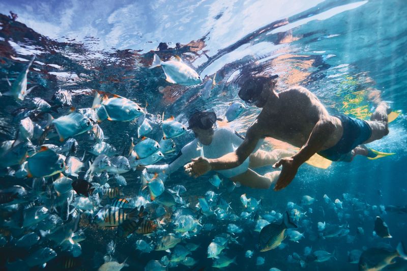 モートン島「タンガルーマ・アイランド・リゾート」観光の完全ガイド - 行き方、見所、ツアー紹介