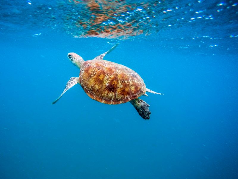 モートン島「タンガルーマ・アイランド・リゾート」観光の完全ガイド - 行き方、見所、ツアー紹介