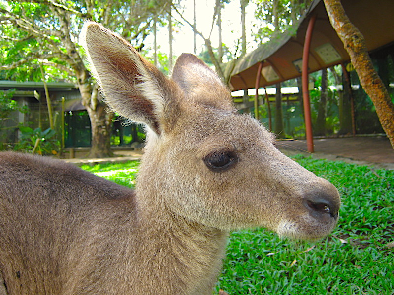 カンガルー　オーストラリア