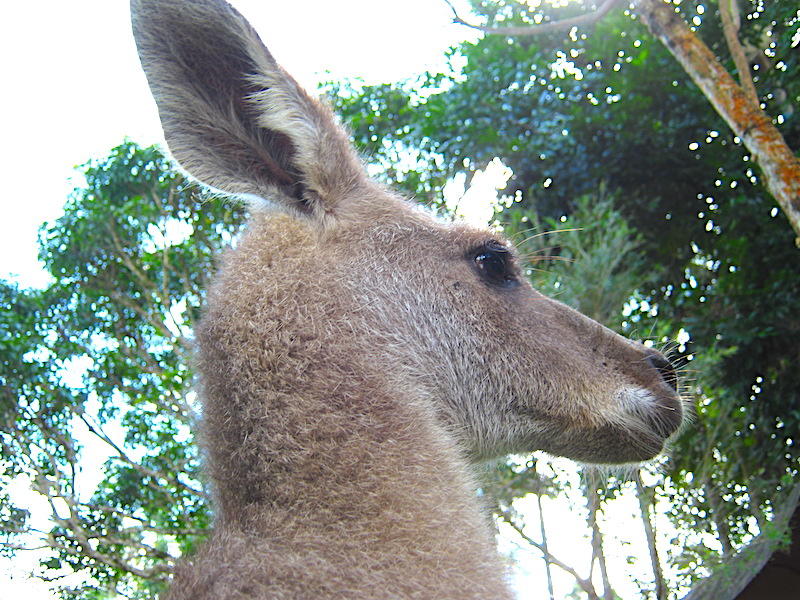 カンガルー　オーストラリア