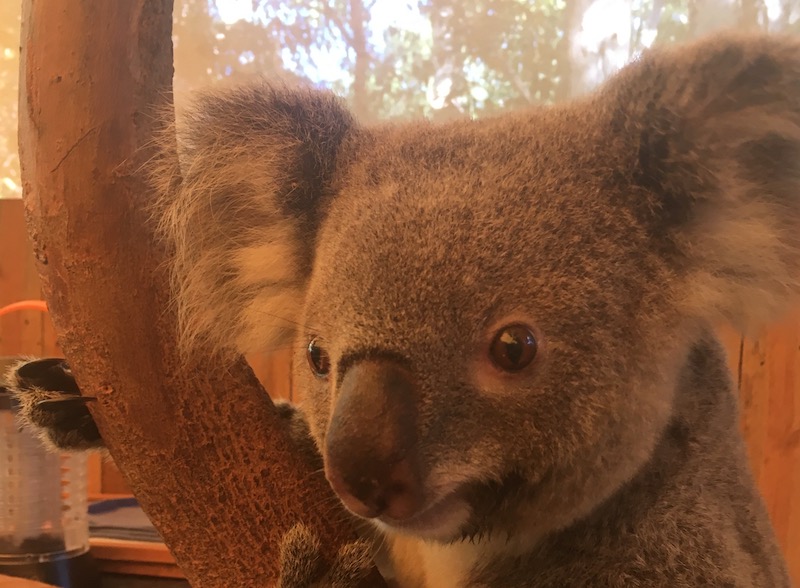 オーストラリアで出会える動物たち コアラ編