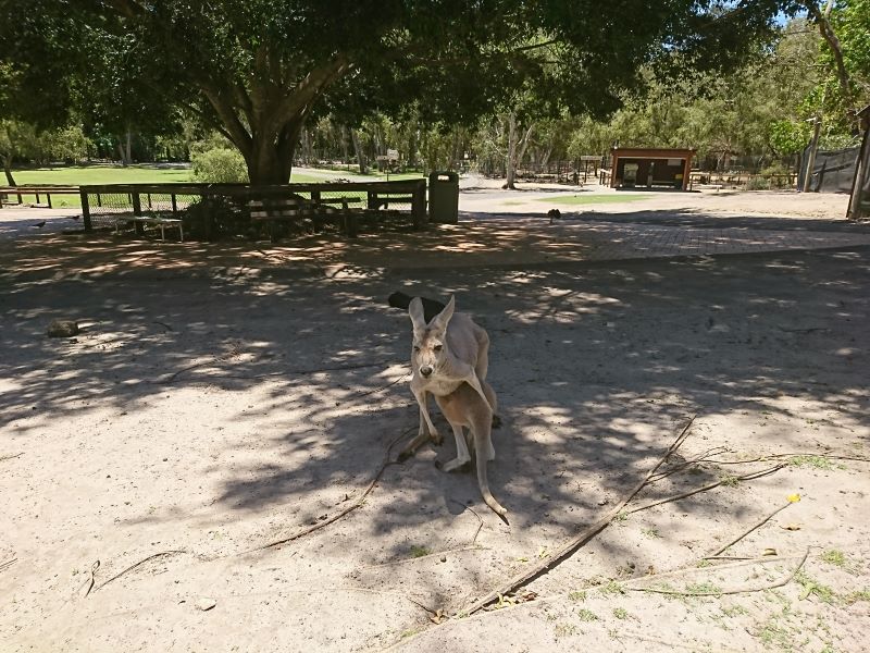 ゴールドコーストの「カランビン動物園」完全ガイド - 行き方、見所、お得なチケット入手方法など