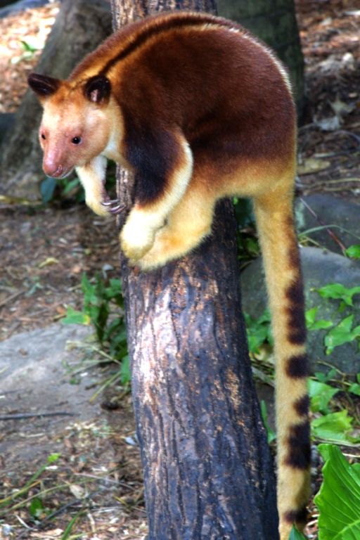 ゴールドコーストの「カランビン動物園」完全ガイド - 行き方、見所、お得なチケット入手方法など