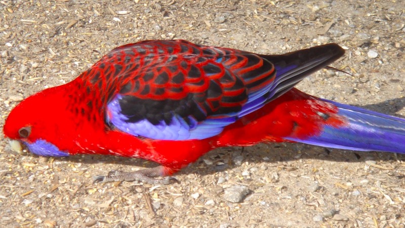 オーストラリア　鳥