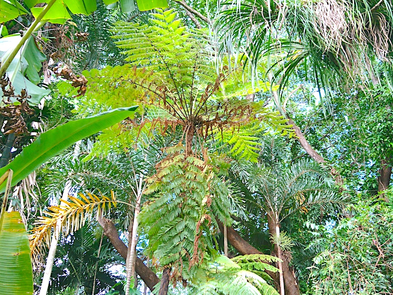 オーストラリア　植物
